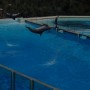 Dolphin show, Italy 2009 (BFF)
